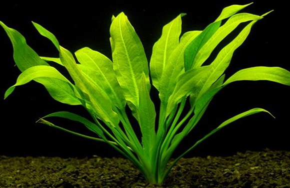 roślina z rodzaju echinodorus