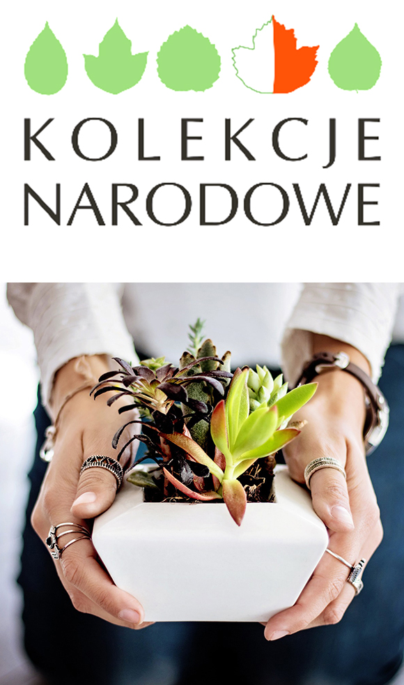 kolekcja roślin wisząca na ścianie w szklarni