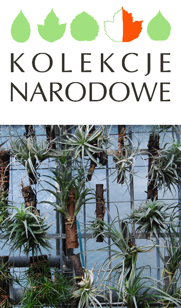 kolekcja roślin wisząca na ścianie w szklarni