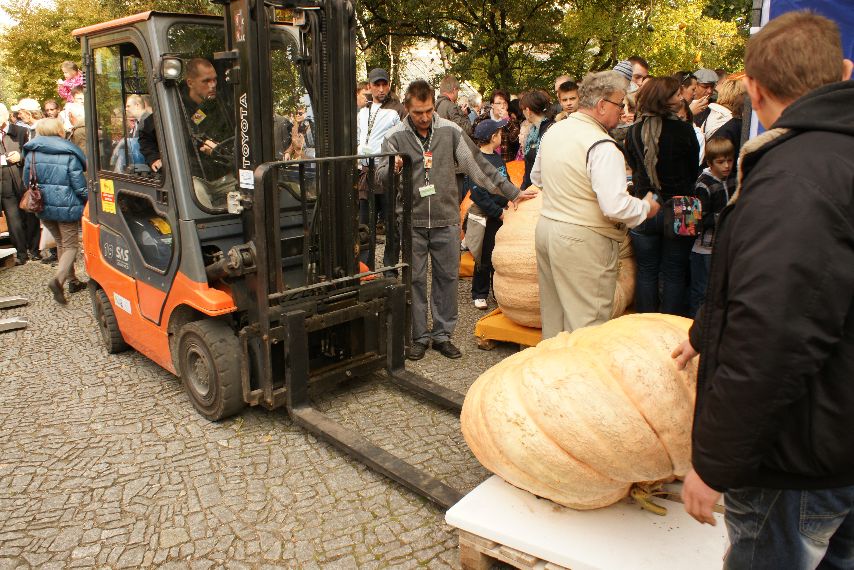 zdjęcie ogromnej dyni