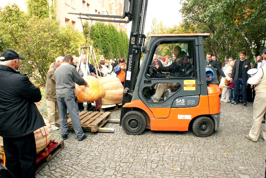 zdjęcie ogromnej dyni